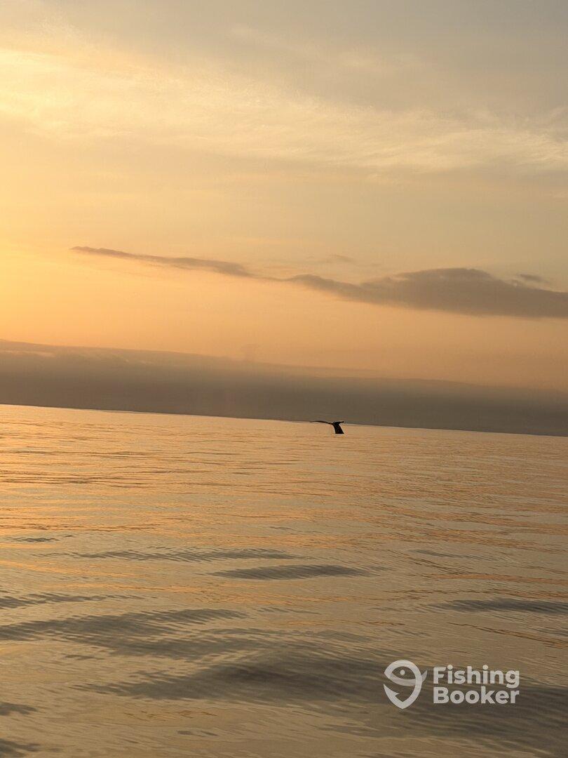 A serene sunset over calm waters, capturing the tranquil beauty of the fishing environment.