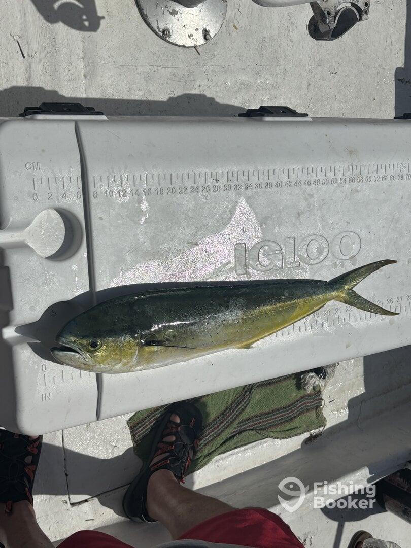 A vibrant Mahi Mahi displayed on a measuring cooler aboard a fishing boat, showcasing the catch from a recent offshore trip.