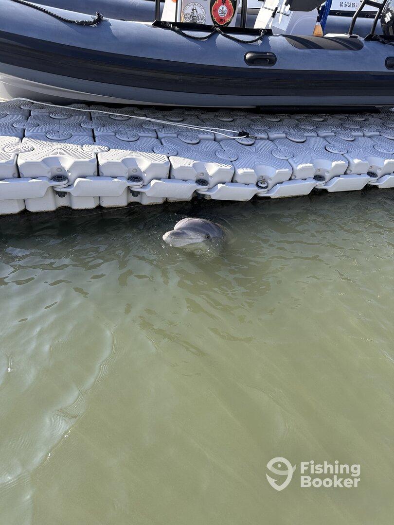 A dolphin is seen near a dock, with a boat in the background, showcasing a serene marine environment.