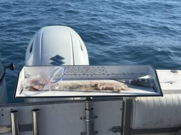 A flatfish is displayed on a measuring board on a boat, with a bag of bait nearby, showcasing a fishing setup in open water.
