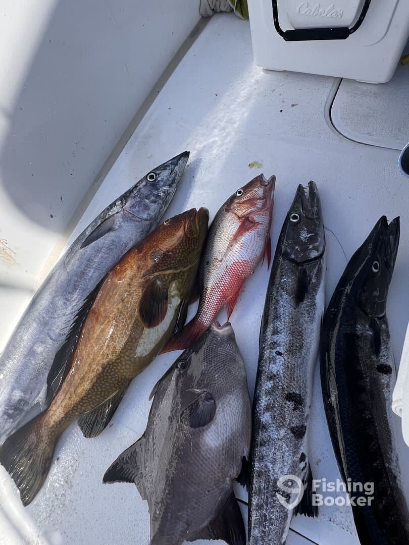 A variety of fish including Grouper and Snapper laid out on a boat's deck, showcasing a successful fishing trip.