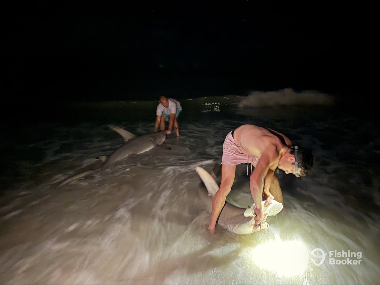 Two anglers engaged in a night fishing session, handling sharks in the surf, showcasing an exciting catch in a coastal environment.