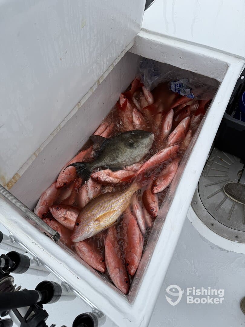 A cooler filled with various fish, including Snapper, showcasing a successful fishing trip.