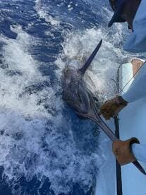 A fisherman reeling in a large Marlin while battling the waves on a deep-sea fishing trip.