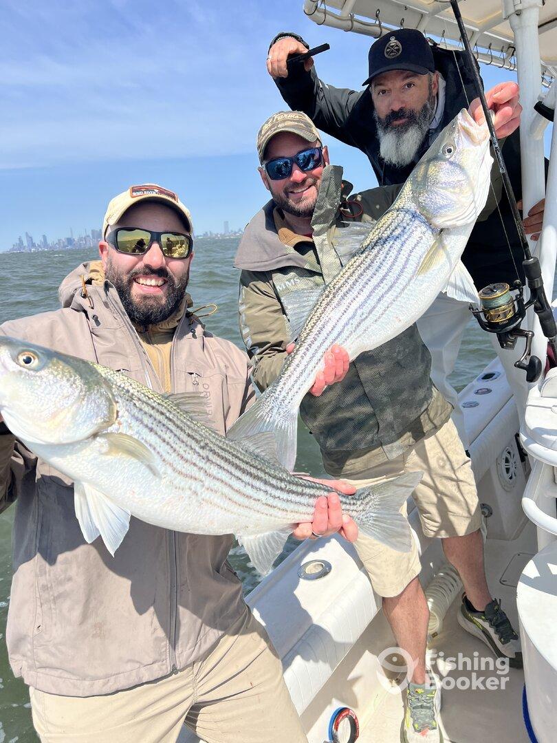 Three anglers proudly displaying their catch of striped bass while fishing on a boat, with a city skyline in the background.