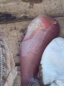 A vibrant Red Snapper displayed on a wooden surface alongside other fish, showcasing a successful catch from a recent fishing trip.