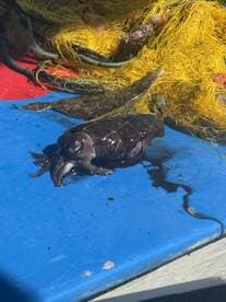 A squid is displayed on a blue surface, surrounded by fishing nets, showcasing a catch from a recent fishing trip.