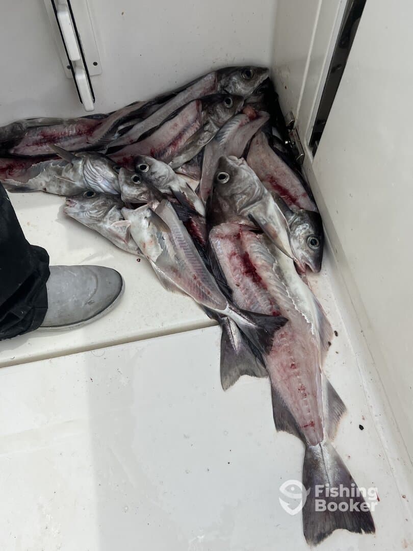 A collection of freshly caught fish, likely Pacific Cod, stored inside a boat's cleaning area, showcasing a successful fishing trip.