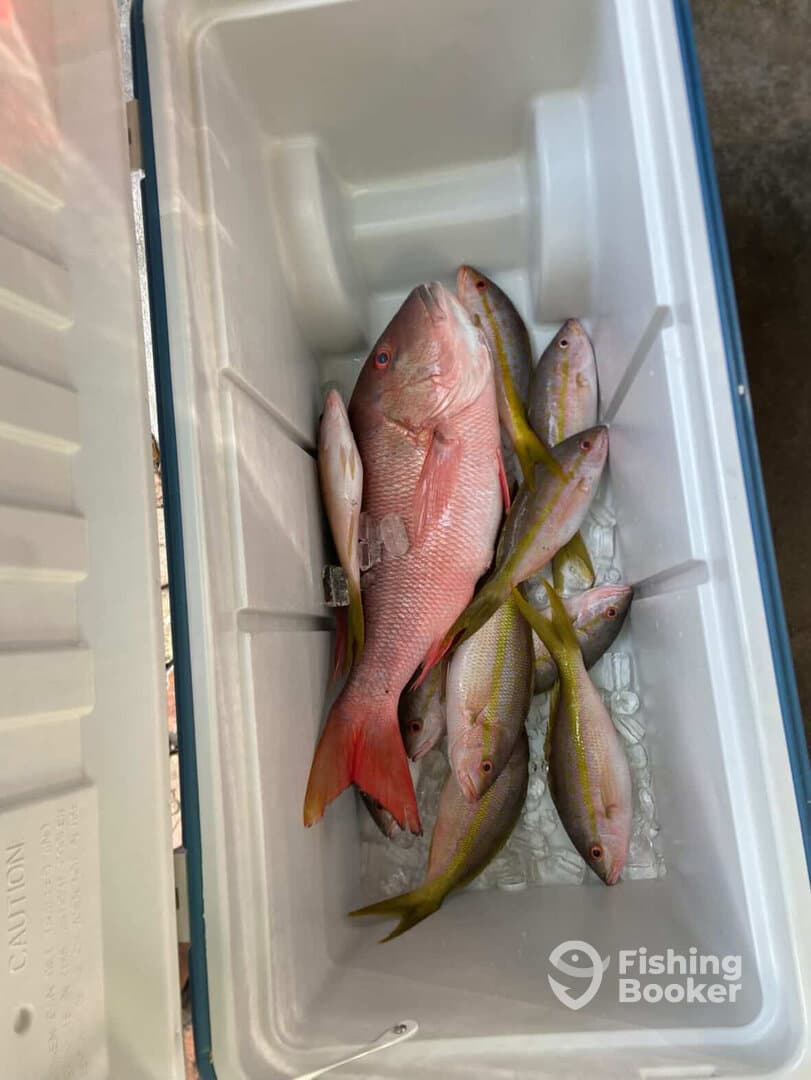 A variety of fish, including Snapper and Yellowtail, stored in a cooler, showcasing a successful fishing trip.