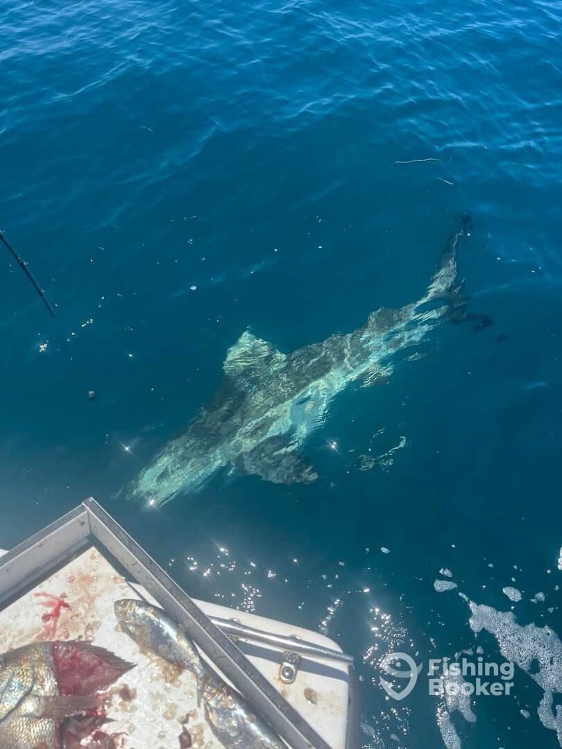 A large shark is seen swimming near the boat, with several smaller fish displayed on the cleaning table, highlighting an exciting moment during a deep-sea fishing trip.