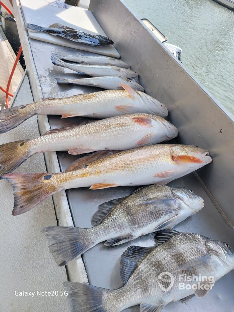 A variety of fish, including Redfish and Black Drum, neatly arranged on a fillet table, showcasing a successful day of fishing.