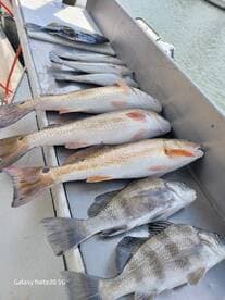 A variety of fish, including Redfish and Black Drum, neatly arranged on a fillet table, showcasing a successful day of fishing.