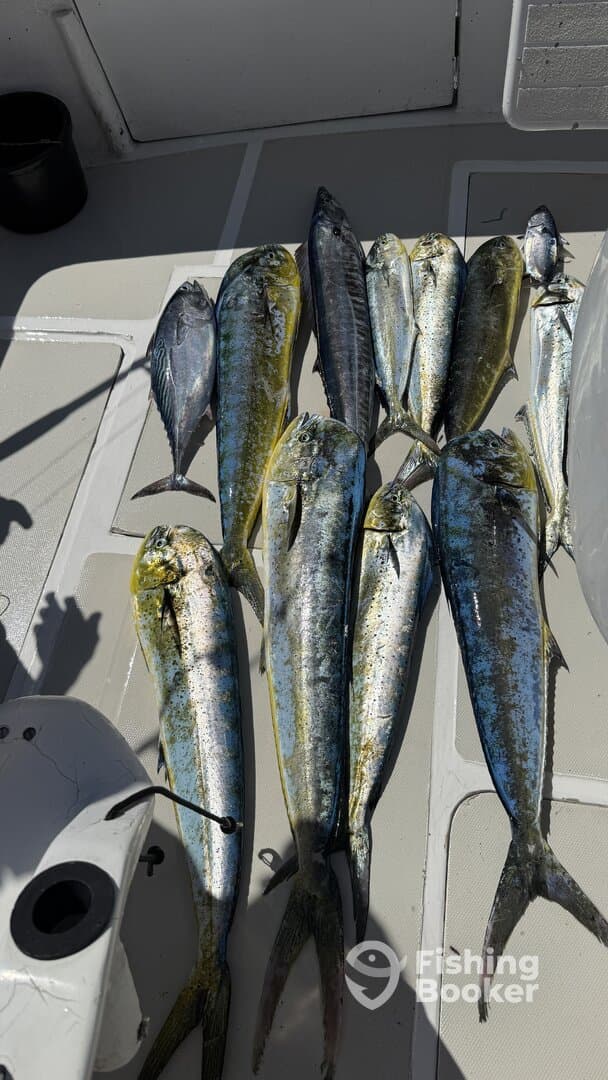 A variety of Mahi Mahi and other fish laid out on the deck of a boat, showcasing a successful fishing trip.