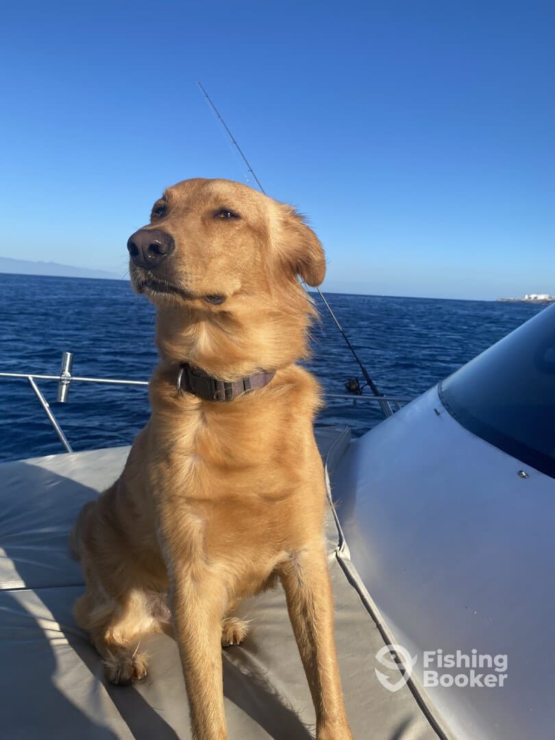 A golden retriever sitting on the boat, enjoying a sunny day at sea.