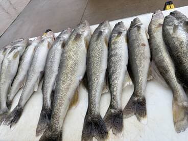 A neat display of freshly caught Walleye laid out on a fillet table, showcasing a successful fishing trip.