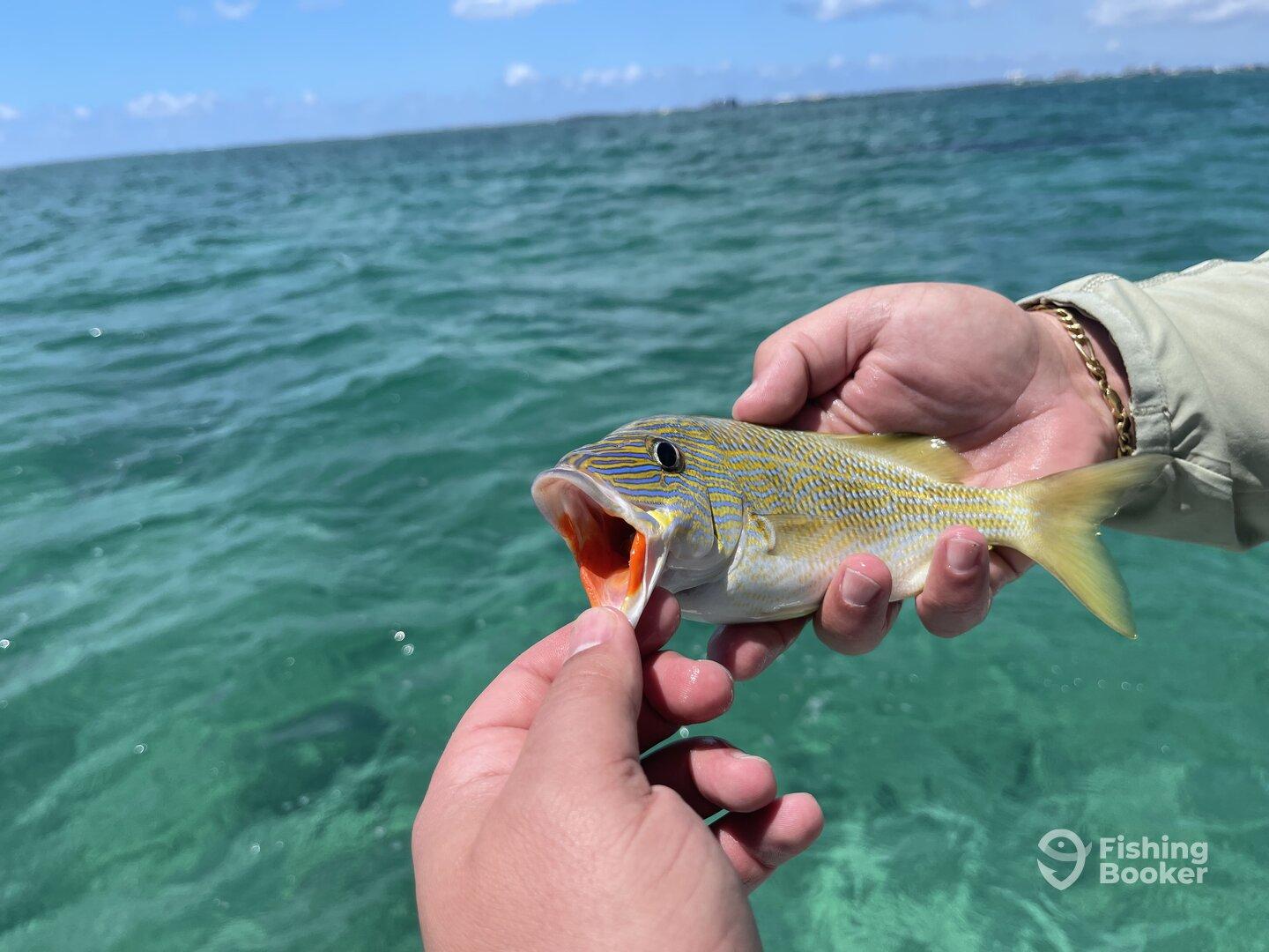 Angler holding a vibrant Yellowtail Snapper with its mouth open, showcasing the catch against a clear blue ocean backdrop.
