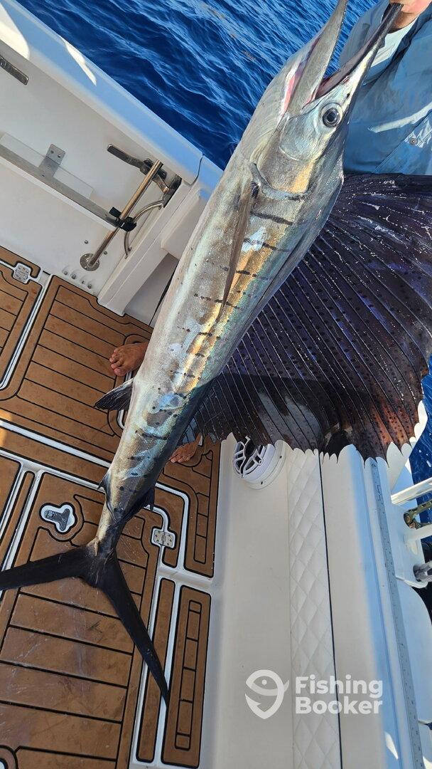 A proud angler displaying a large Sailfish on the deck of a sport fishing boat, showcasing the vibrant colors and unique fin structure.
