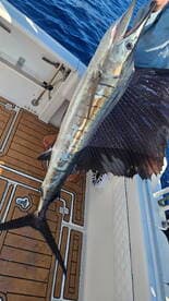 A proud angler displaying a large Sailfish on the deck of a sport fishing boat, showcasing the vibrant colors and unique fin structure.