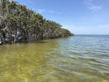 A scenic view of mangroves along the water's edge, showcasing a tranquil fishing environment.