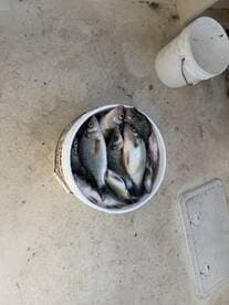 A bucket filled with freshly caught fish, showcasing a successful fishing trip.