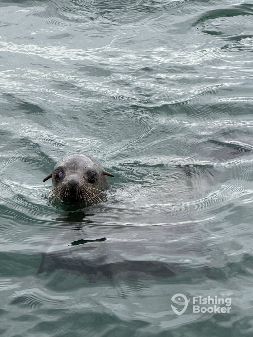 A curious seal swimming in the water, showcasing marine wildlife in its natural habitat.