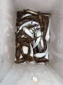 A variety of fish, including flounder and mackerel, stored in a cooler after a successful fishing trip.