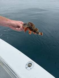Angler holding a vibrant Scorpaenidae species fish above the water while fishing from a boat.