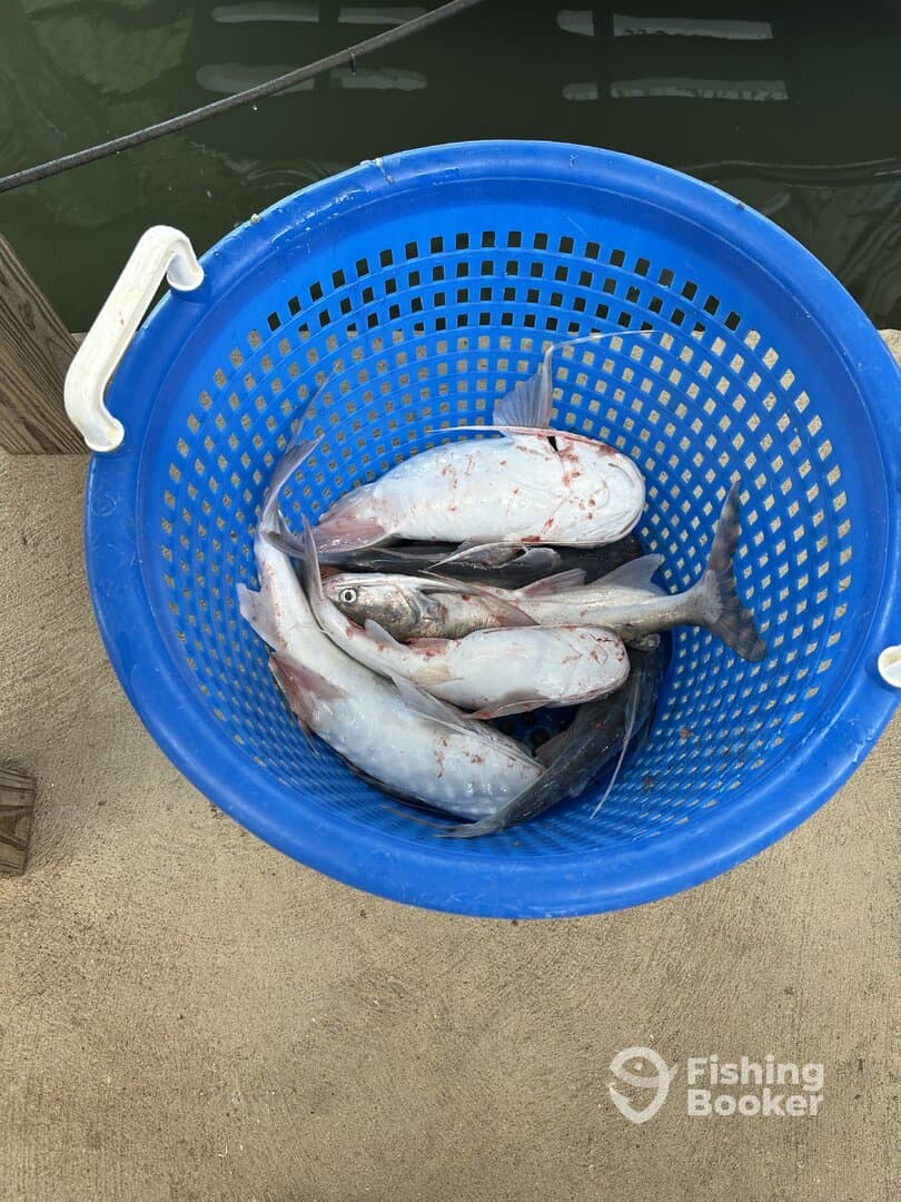 A blue bucket filled with freshly caught fish, likely from a recent fishing trip, resting on the dock.