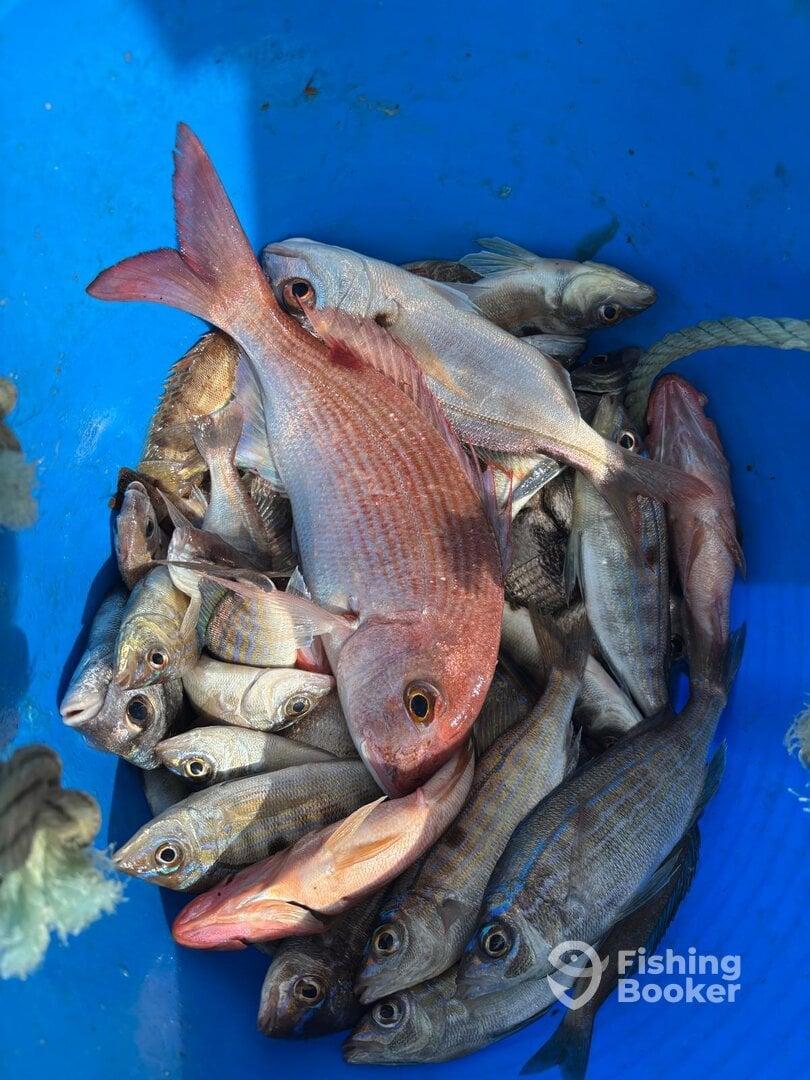 A variety of fish, including Snapper, stored in a blue bucket after a successful fishing trip.
