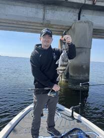 Angler proudly displaying a large Black Drum while fishing under a bridge, showcasing a successful day on the water.