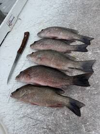 A selection of freshly caught fish laid out on a fillet table, showcasing a successful fishing trip.