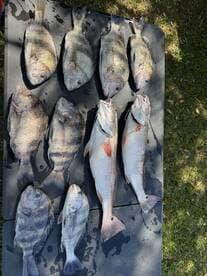 A variety of fish, including Snapper and Grunt, neatly arranged on a table after a successful fishing trip.