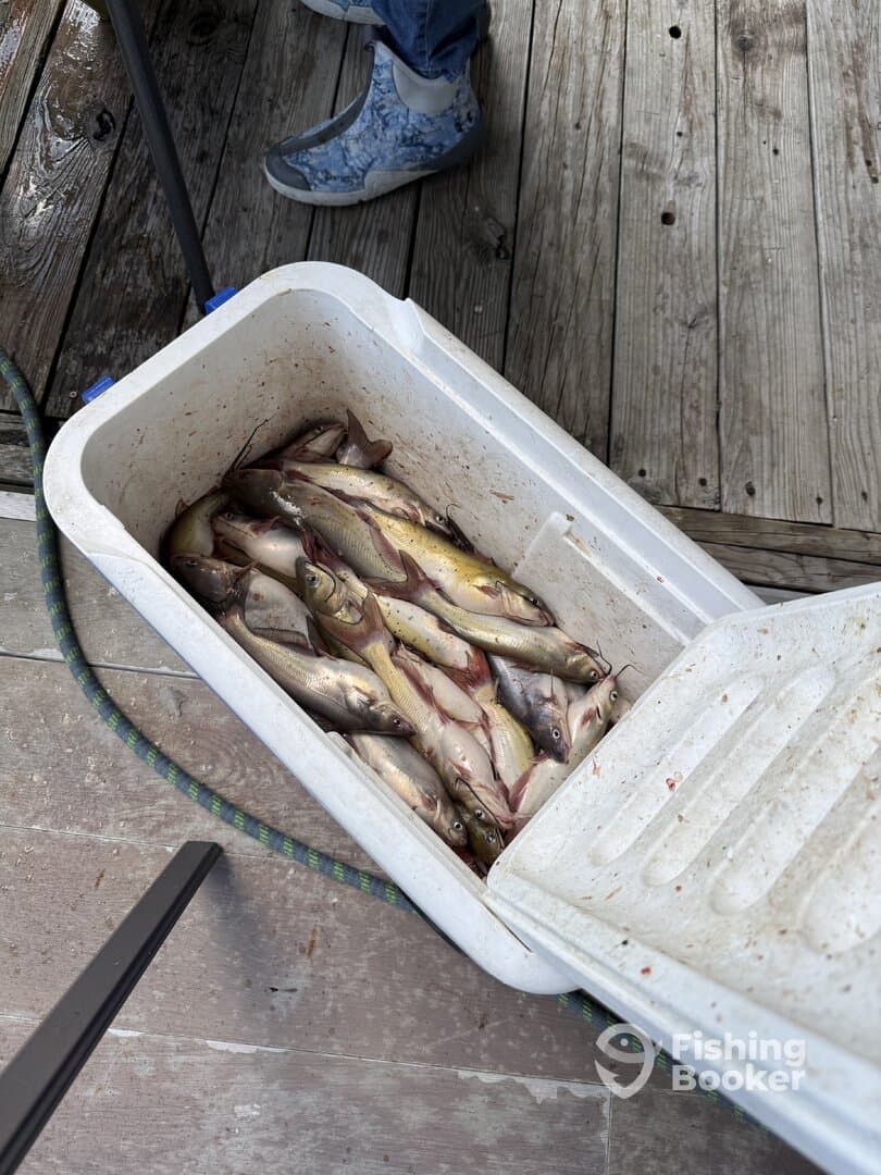 A cooler filled with freshly caught fish, likely from a recent fishing trip, resting on a wooden dock.