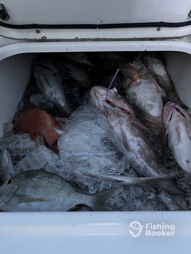 A variety of fish, including Snapper and Grouper, stored in a cooler filled with ice, ready for cleaning after a successful fishing trip.