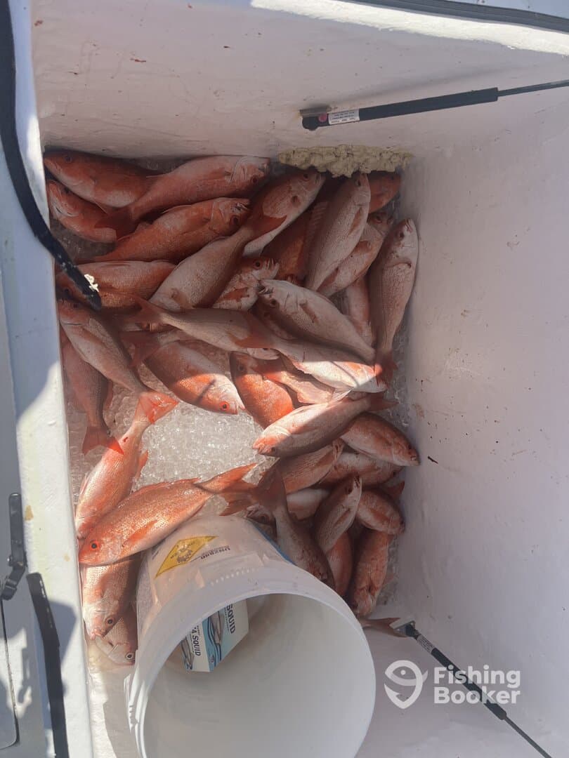 A cooler filled with a large catch of Red Snapper, showcasing a successful fishing trip.