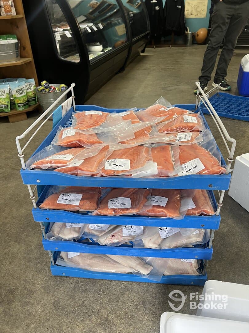 A display of neatly packaged Chinook salmon and Lingcod fillets in a fish market, showcasing the catch of the day.