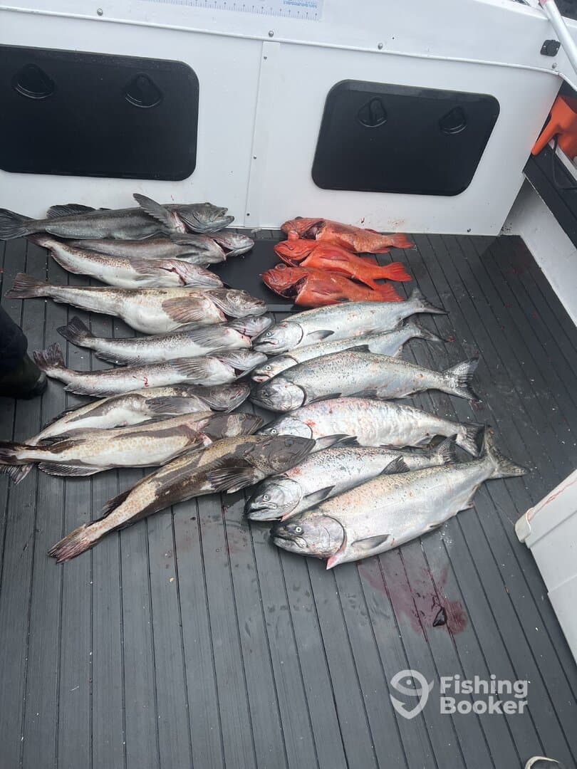 A variety of fish including salmon and rockfish displayed on the deck of a fishing boat, showcasing a successful catch.