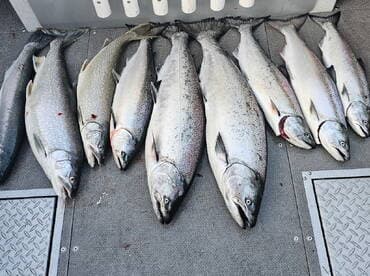 A variety of freshly caught salmon and trout laid out on the deck of a fishing boat, showcasing a successful fishing trip.