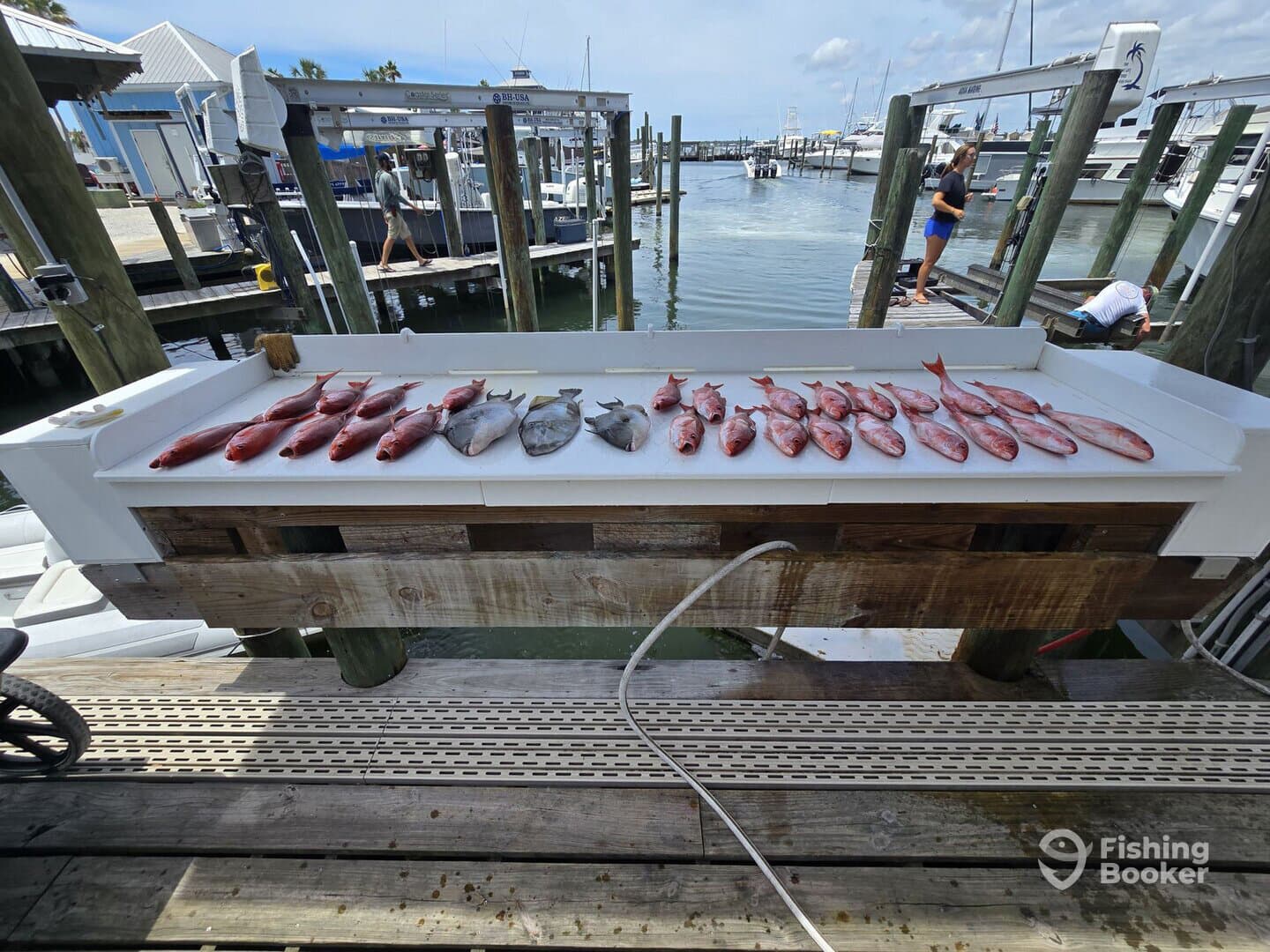 A variety of fish, including Snapper and Grouper, neatly arranged on a catch board at the dock, showcasing a successful fishing trip.