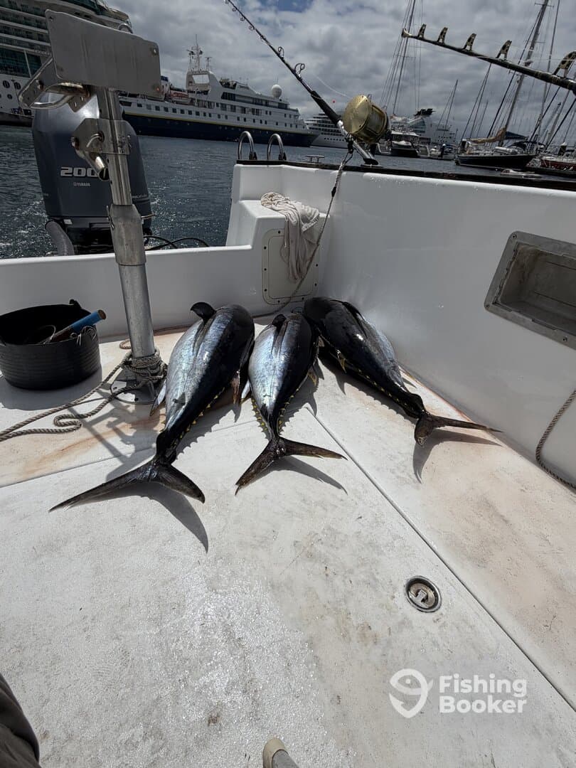Three large Yellowfin Tuna laid out on the deck of a fishing boat, showcasing a successful offshore fishing trip.