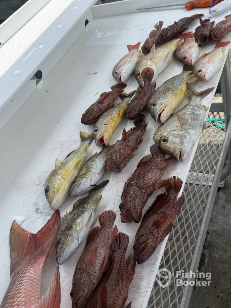 A variety of fish including Snapper and Grouper laid out on a cleaning table, showcasing a successful fishing trip.
