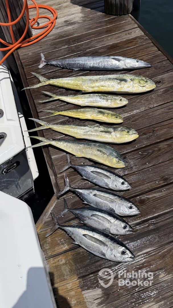 A variety of fish including Mahi Mahi and Blackfin Tuna laid out on a dock after a successful fishing trip.