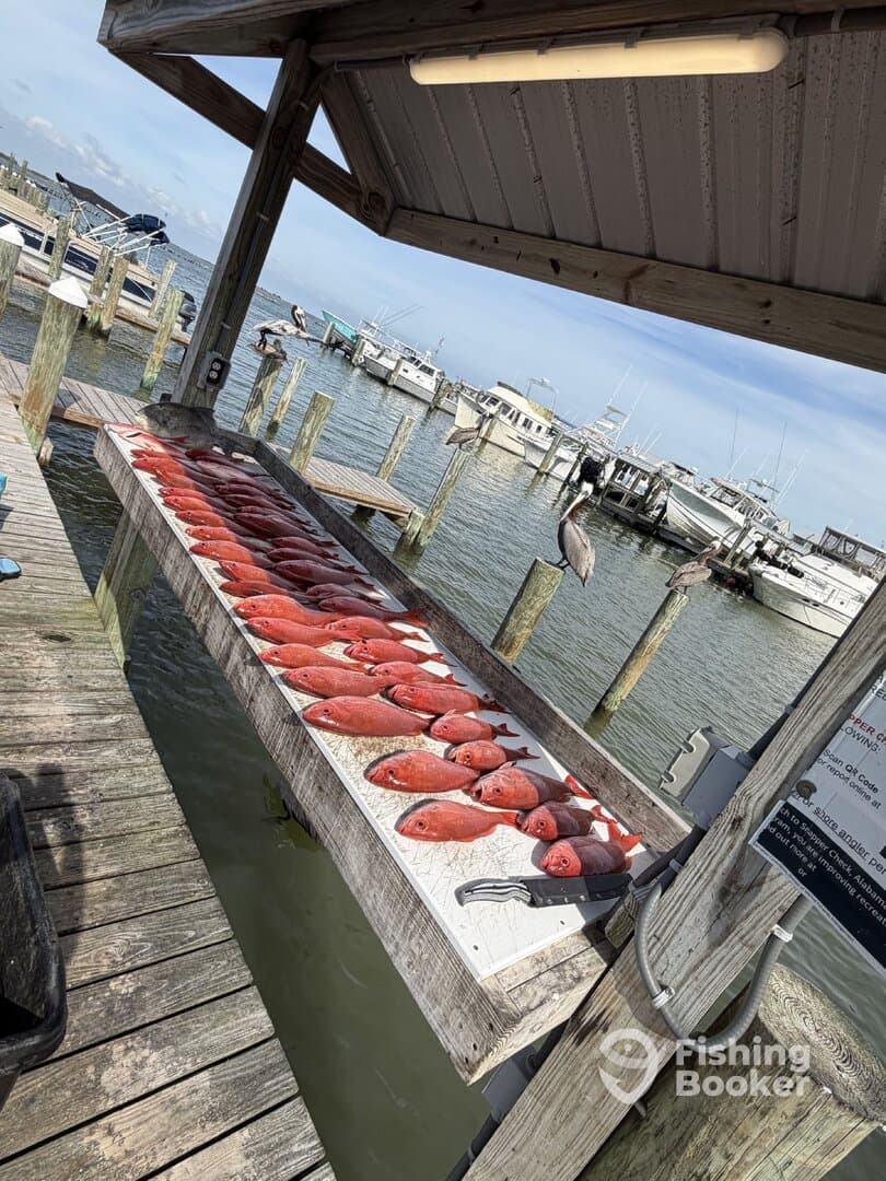 A neatly arranged display of Red Snapper on a cleaning table at the dock, showcasing a successful fishing trip.