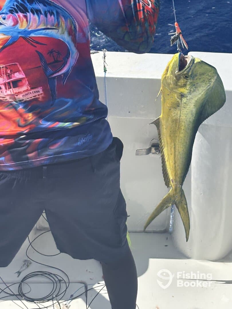 Angler reeling in a vibrant Mahi Mahi while fishing off the coast of Punta Cana.