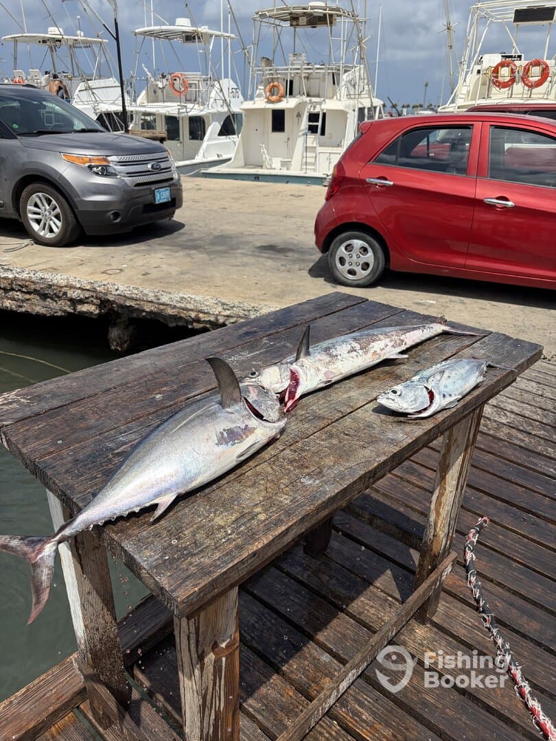 Multiple fish, including a large Mackerel, displayed on a wooden table at the dock, showcasing a successful fishing trip.