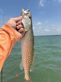 Angler proudly displaying a Speckled Trout while fishing on a sunny day.