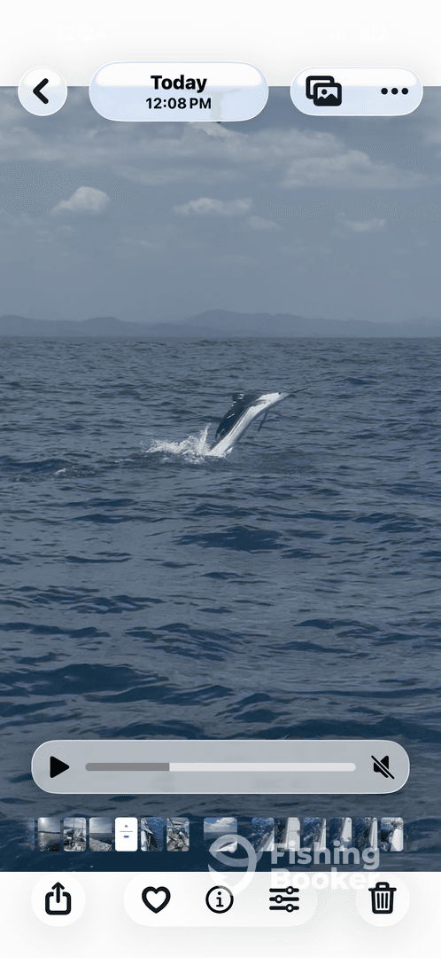A marlin leaps out of the water during an exciting offshore fishing trip, showcasing the thrill of sport fishing.