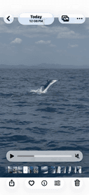 A marlin leaps out of the water during an exciting offshore fishing trip, showcasing the thrill of sport fishing.
