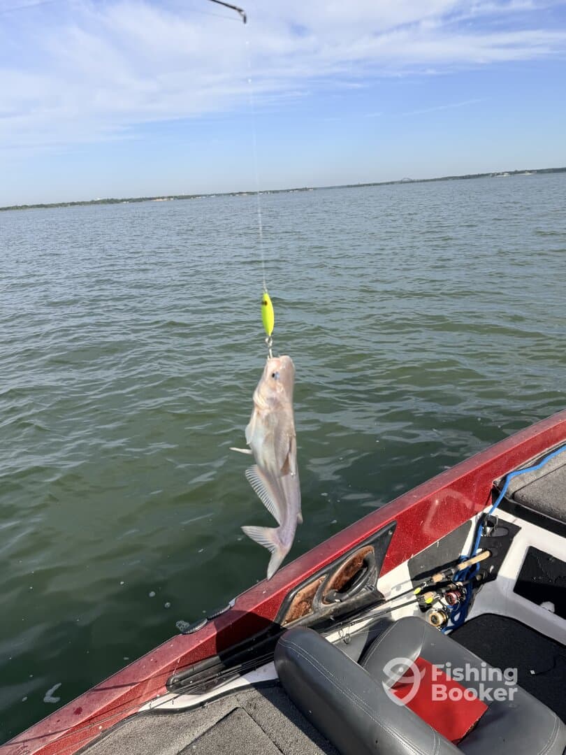 A fish is being reeled in from the water while fishing from a boat, showcasing a vibrant fishing environment.
