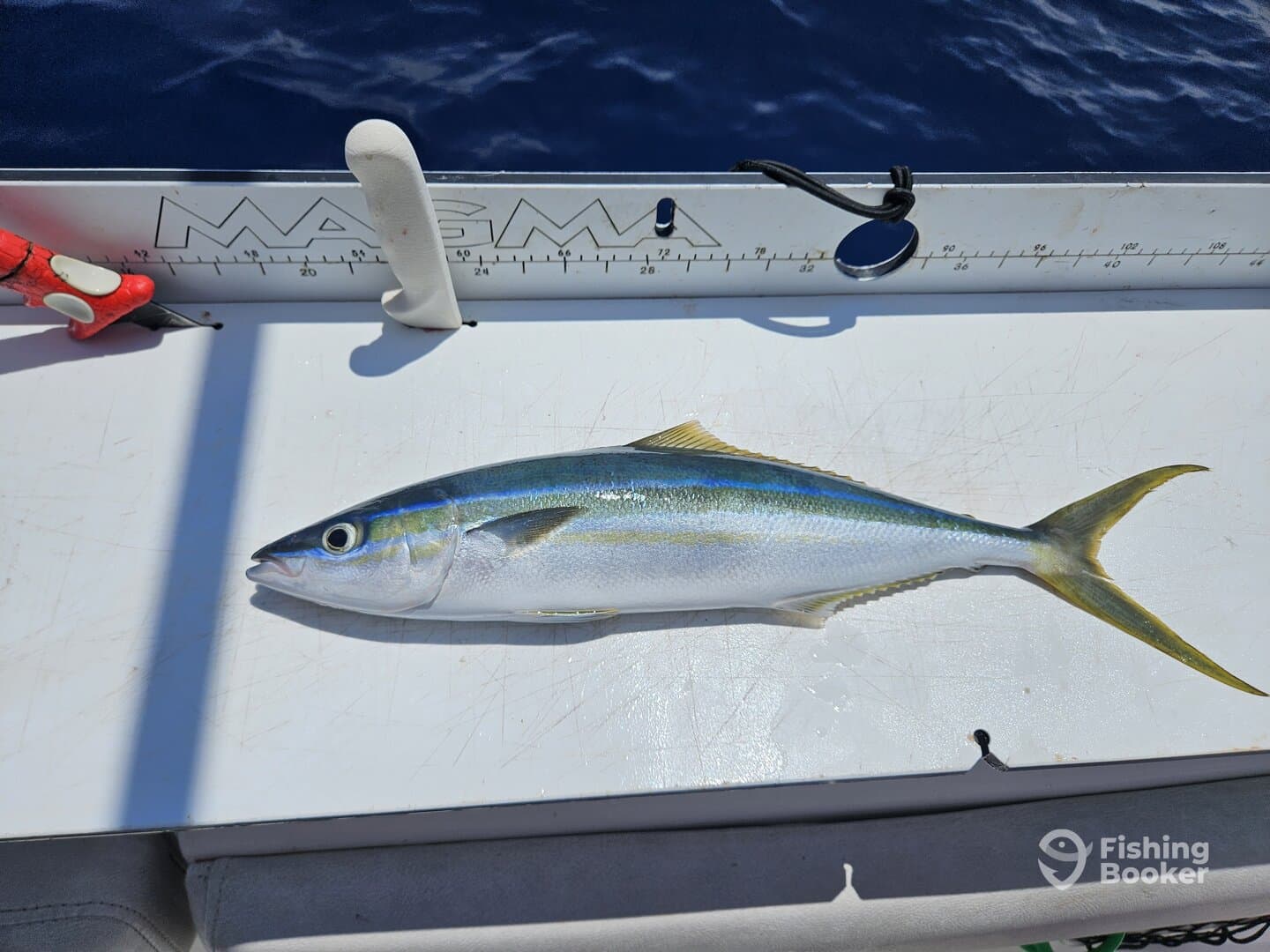 A freshly caught fish, likely a Yellowtail, displayed on a fillet table aboard a fishing boat.